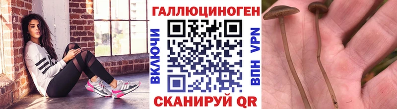 Купить где  Макарьев  Галлюциногенные грибы Psilocybe 